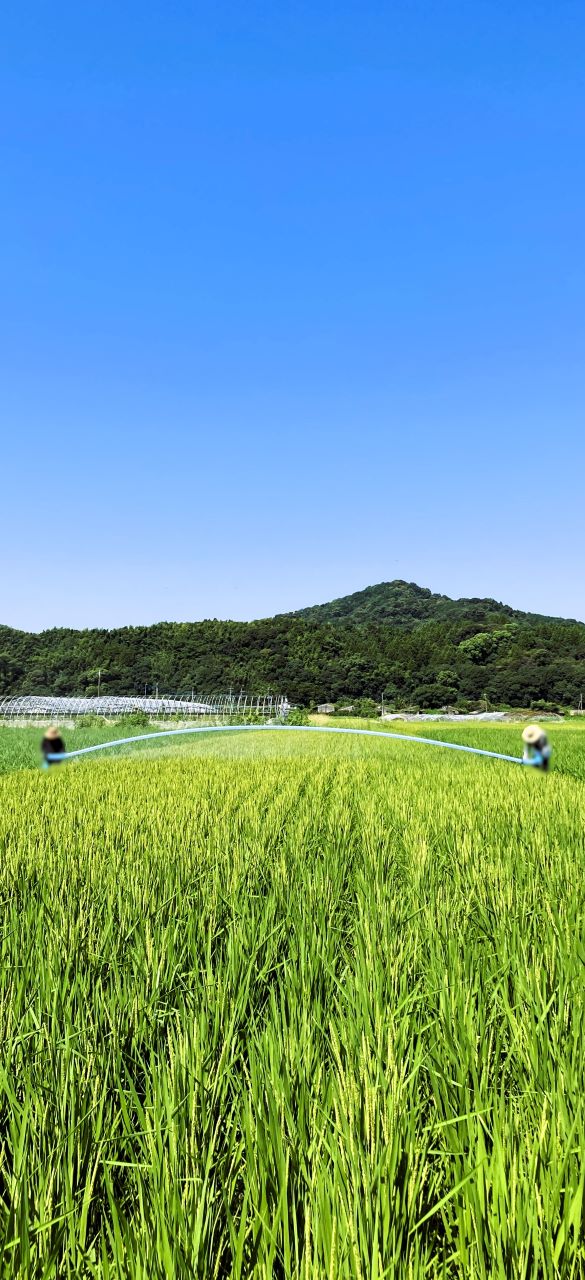 🌾お米の１年間　その１５🌾